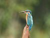 Lommel - Ijsvogel gespot