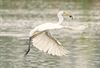 Beringen - Grote en kleine zilverreiger