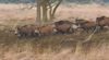 Pelt - Meeste evers geschoten in Hechtel-Eksel