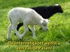 Pelt - Een mooie Pasen!