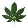 Leopoldsburg - 31ste Cleanhouse: 4 cannabisplantages ontdekt