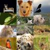 Houthalen-Helchteren - Elke dag Werelddierendag