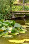 Hechtel-Eksel - Monet aan de Begijnenvijvers