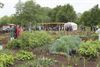 Beringen - Leren moestuinieren door Velt