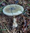 Pelt - Paddenstoelen (3)