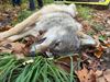 Pelt - Weer wolf doodgereden