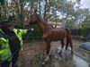 Beringen - Verwaarloosd paard in beslag genomen