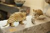 Hamont-Achel - Keramiek tentoongesteld