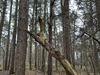 Pelt - Heavy metal in het bos