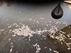Bocholt - Bootmotor draaide warm: honderden -vissen vermalen