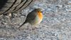 Lommel - De eerste winterprik in foto's