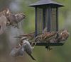 Houthalen-Helchteren - Vogel van het jaar: huismus