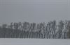 Pelt - Winter in het Lindel