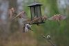 Houthalen-Helchteren - Het is weer Vogeltelweekend