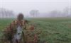 Hamont-Achel - Ochtendmist in Beverbeek