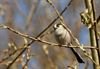 Houthalen-Helchteren - Vogeltelweekend met liedjes over vogels