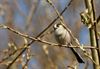 Beringen - Vogeltelweekend met liedjes over vogels