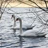 Lommel - Witte zwanen in de Sahara