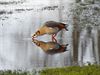 Lommel - Dieren in de Wetering