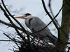 Lommel - Bouwwerken bij de blauwe reiger