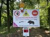 Leopoldsburg - Geen algemene jacht meer op everzwijnen