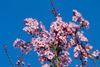 Leopoldsburg - Winter kleurt lentetaferelen