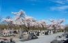 Lommel - Lente op de begraafplaats