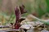 Beringen - Waarom begint de lente nu op 20 maart?