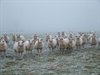 Neerpelt - Schapen zonder herder
