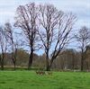 Pelt - Reeën grazend in de avondzon