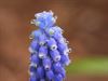Lommel - Blauwe druifjes in de regen