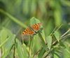 Beringen - Vlinders voelen de lente