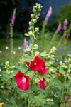 Hamont-Achel - Gratis veldbloemenzaad