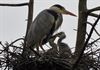 Lommel - De reiger heeft kleintjes