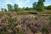 Peer - Eerste heide in bloei