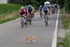 Hamont-Achel - Nederlanders domineren koers op Grote Heide