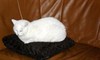 Lommel - Maarrrr... de kat kwam weer