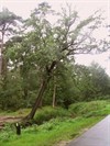 Hamont-Achel - Ondertussen, aan de Witteberg...