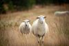 Lommel - Schapen in de mooie natuur van de Blekerheide