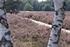 Lommel - Wandelen tussen de bloeiende heide