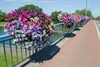 Neerpelt - Zeg het met bloemen