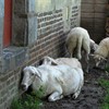 Neerpelt - Met de groeten uit... Bokrijk