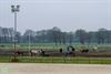 Peer - Stad Peer verkoopt paarden Breugelhoeve
