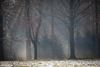 Lommel - De eerste sneeuw, door de lens van Leon