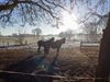 Lommel - Wandeling in de Katterijen