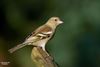 Hamont-Achel - Vink pop gespot