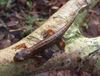 Bocholt - De kleine watersalamander