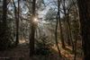 Pelt - De zon in al haar glorie