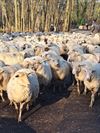 Pelt - Midden in het peloton der... schapen