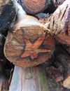 Pelt - De ster onder de boom